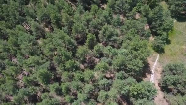 Luchtfoto van een dennenbos en een bochtige voetpad in het in Europa in de zomer — Stockvideo