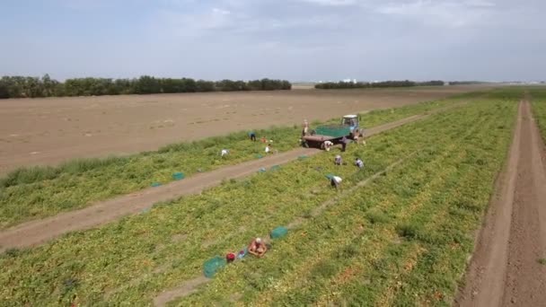 Luchtfoto van een trekker en mensen tomaten aanbrengend haar trailer op een veld — Stockvideo