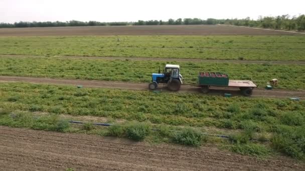 Vzdušný záběr traktoru, přepravu rajčata v jeho přívěsu na poli agro — Stock video