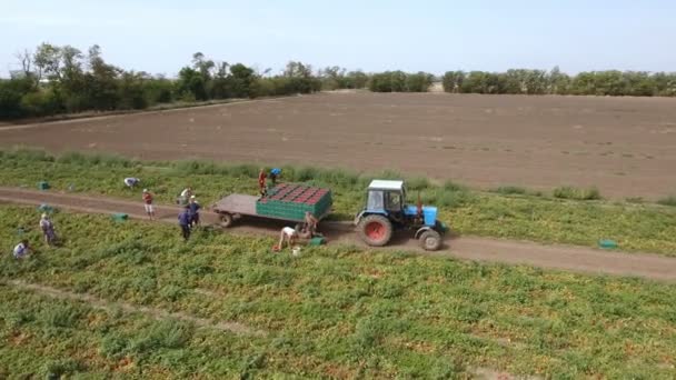 Luchtfoto van een trekker en rumpies laden tomaten in de trailer op een veld — Stockvideo