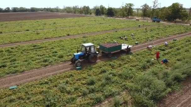 Vzdušný záběr traktoru a zemědělců dát rajčata v jeho přívěsu na poli — Stock video