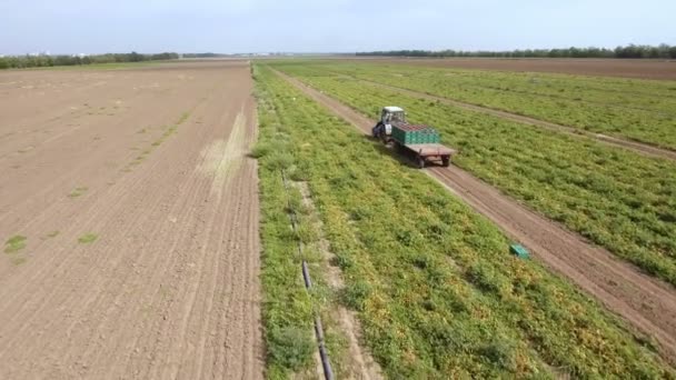Foto aerea di un trattore che trasporta pomodori in un rimorchio su un campo di agro — Video Stock