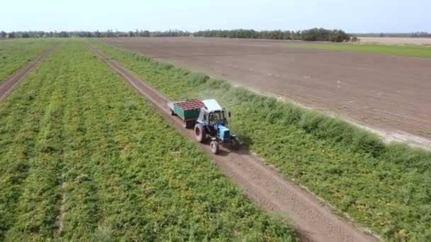 Luftaufnahme der Reihen von Tomatenbüschen und eines Traktors, der Tomaten transportiert — Stockvideo