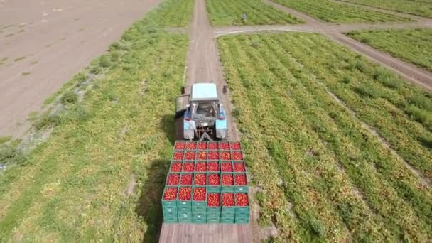 Toma aérea de las hileras de arbustos de tomate y un tractor transportando tomates — Vídeo de stock