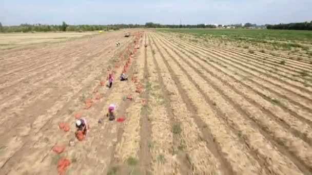 Luftaufnahme der Linien roter Zwiebelsäcke und Bauern bei der Arbeit an einem sonnigen Tag — Stockvideo