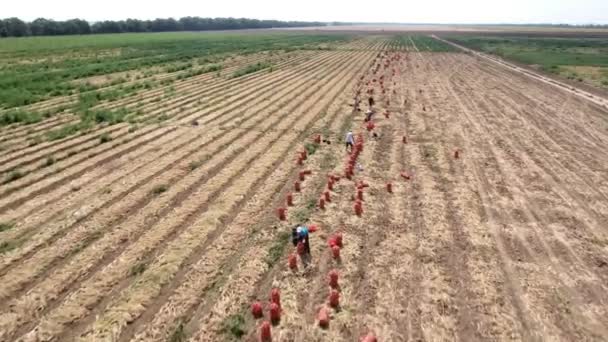 Luchtfoto van de rijen van rode ui zakken en werkende mensen op een zonnige dag — Stockvideo