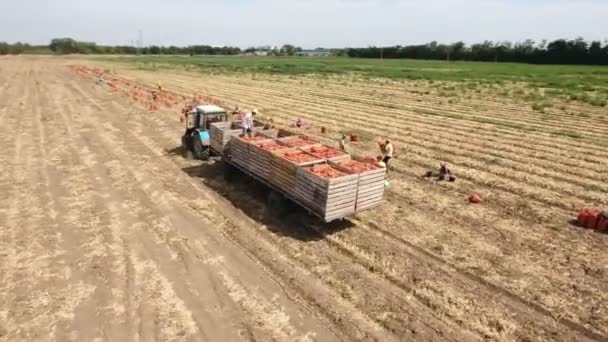 Luftaufnahme eines Traktors mit Anhänger und Menschen, die Zwiebelsäcke darauf legen — Stockvideo