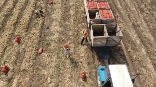 Повітряний постріл мішки червоний лук і фермерів, поклавши їх на трактор з причепом — стокове відео