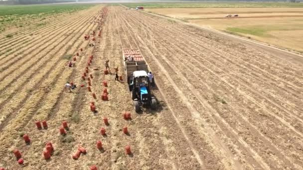 Luftaufnahme von roten Zwiebelsäcken und Bauern, die sie im Sommer auf einen Anhänger verladen — Stockvideo