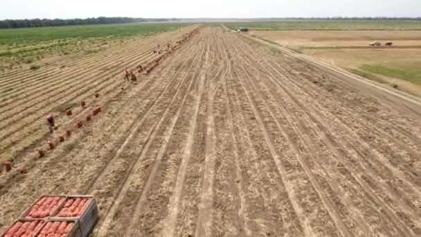 Luftaufnahme von Bauern, die Zwiebeln auf einem sonnigen Feld sammeln und in einen Anhänger legen — Stockvideo