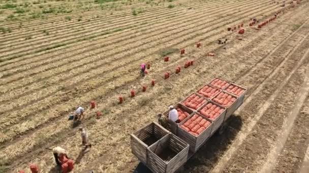 Colpo aereo di contadini che raccolgono cipolla su un campo soleggiato e la mettono in un rimorchio — Video Stock