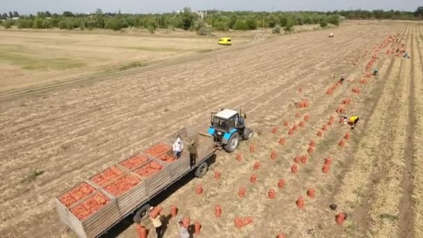 Люди урожай цибулі на Сонячний поля в Україні і поклав його в трейлер — стокове відео