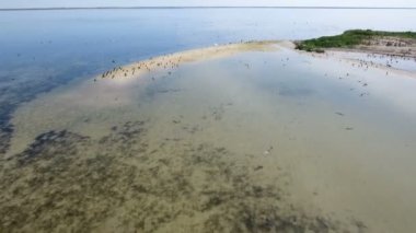 Karabatak Dzharylhach kumlu kıyı üzerinde uçan sürüleri kuş bakışı