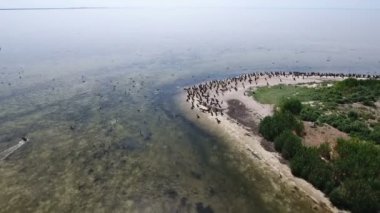 Kuş bakışı, sürüleri Dzharylhach kumlu Sahili uçan karabatak