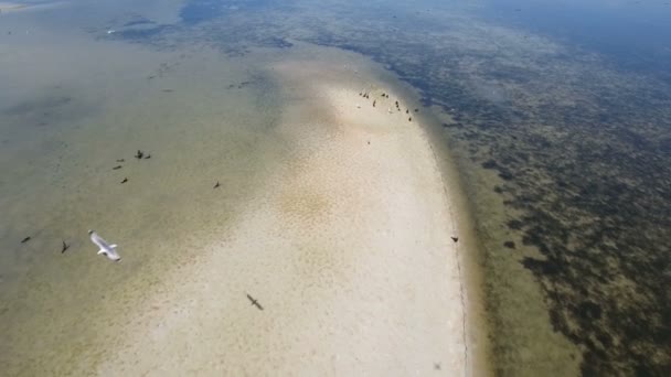 Luchtfoto van Dzharylhach zandstrand spit met vogels en groene onkruid gebieden in de zomer — Stockvideo