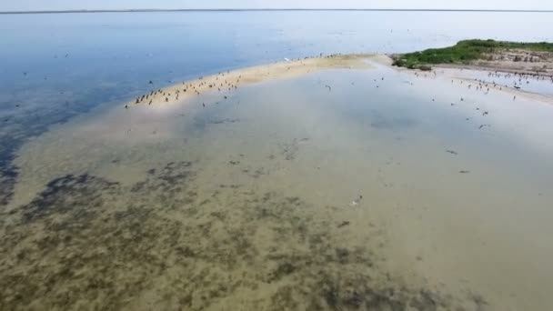 Dzharylhach の砂浜海岸上空を飛ぶ鵜の群れの鳥の目のビュー — ストック動画
