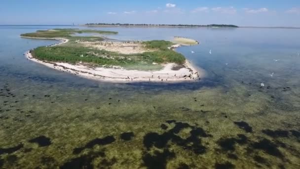 Luftaufnahme des Schwarzmeerschwarms auf der Insel Dscharylhach mit fliegenden Möwen — Stockvideo