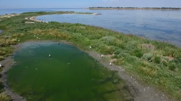 Antenn skott av Svarta havet grundet på Dzharylhach island med flygande skarvar — Stockvideo