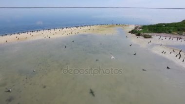 Etkileyici kuş bakışı, seaguls ve Dzharylhach üzerinde uçan karabatak 