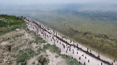 Kuş bakışı kolları Dzharylhach kumlu Sahili üzerinde oturan karabatak