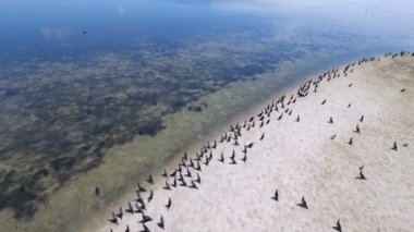 Hava atış yüzlerce Dzharylhach bir kumlu plaj üzerinde oturan karabatak