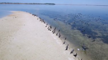 Satır Dzharylhach bir kumlu plaj üzerinde oturan karabatak, hava atış