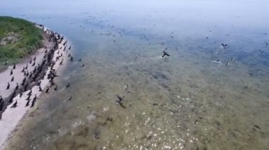 Kumlu plaj Dzharylhach üzerinde uçan karabatak yüzlerce hava atış