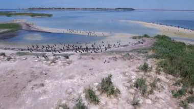 Hava atış martılar ve kumlu plaj Dzharylhach üzerinde uçan karabatak