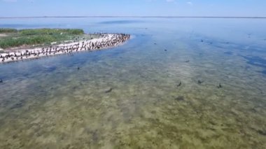 Hava atış martılar ve Dzharylhach sulak üzerinde uçan karabatak