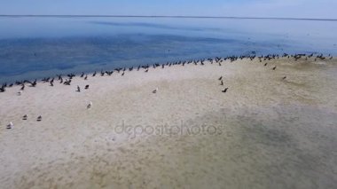 Hava atış martılar ve kumlu plaj Dzharylhach üzerinde oturan karabatak