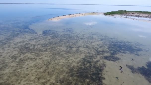 Vista de pájaro de bandadas de cormoranes volando sobre el humedal de Dzharylhach — Vídeo de stock