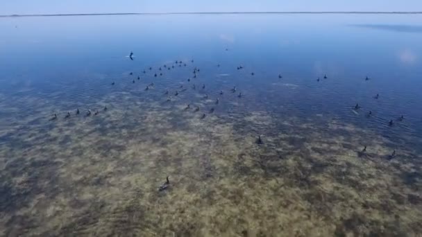 Tiro aéreo de centenas de corvos marinhos voando sobre as zonas húmidas de Dzharylhach — Vídeo de Stock