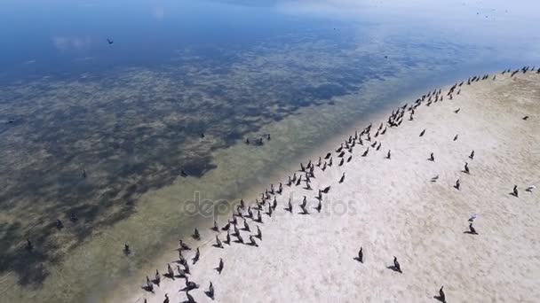 Aerial shot of hundreds of cormorants sitting on a sandy beach of Dzharylhach — Stock Video