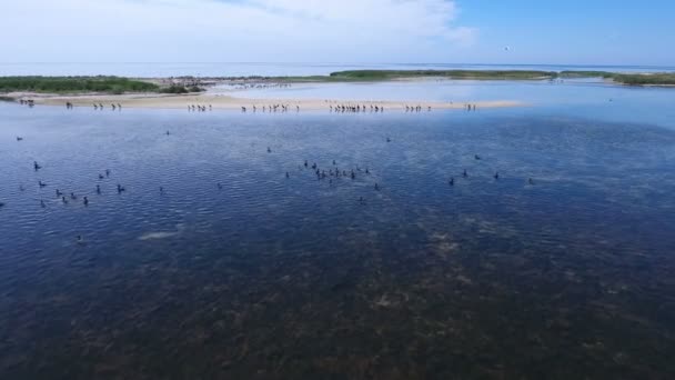 Tiro aéreo de bandos de corvos marinhos que sobrevoam o cardume de Dzharylhach — Vídeo de Stock