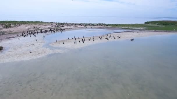 Dzharylhach の砂浜ビーチ上空を飛ぶ鵜の群れの空中ショット — ストック動画