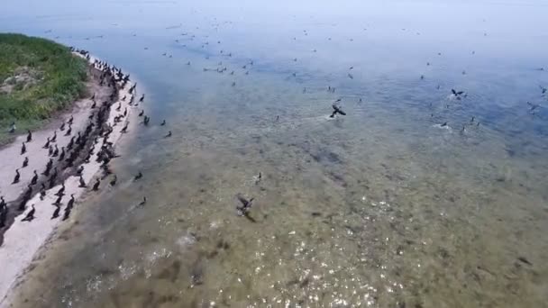 Tiro aéreo de centenas de corvos-marinhos voando sobre a praia de Dzharylhach — Vídeo de Stock