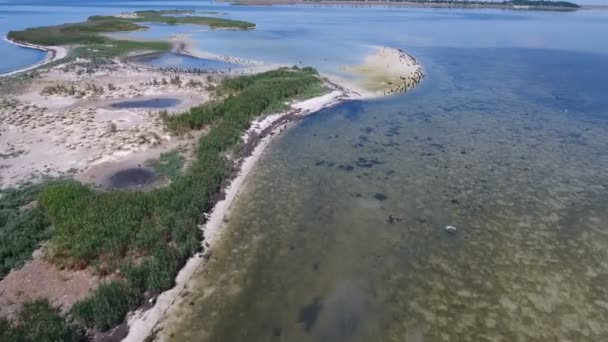 Lanzamiento aéreo de gaviotas y cormoranes volando sobre una costa arenosa de Dzharylhach — Vídeo de stock