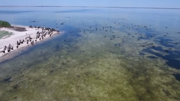 Dzharylhach 島の海岸にカモメ、鵜の群れの空中ショット — ストック動画