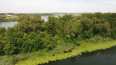 Küçük vahşi adacık havadan çekim Dnipro havzasında yüksek ağaçları ile kaplı