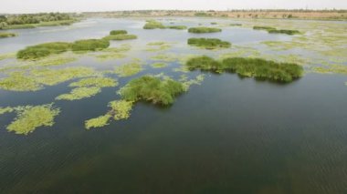 Lily, reed, bulrush güneşli bir günde Dnipro, sulak hava atış