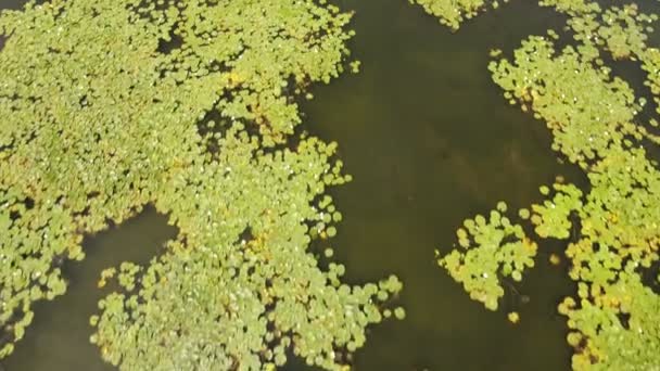 Аэросъемка белых кустов лилии, водно-болотных угодий бассейна Днепра в солнечный день — стоковое видео