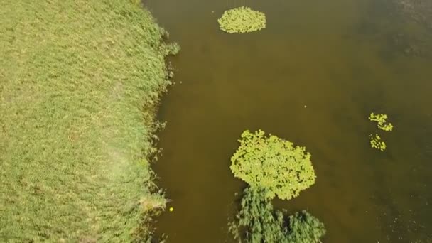 Luchtfoto van groene wetland van riet, riet, lisdodde op de Dnipro in de zomer — Stockvideo