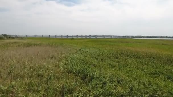 Luchtfoto shot ot het wetland van riet, riet, lisdodde op de Dnipro op een zonnige dag — Stockvideo