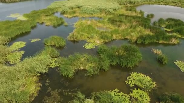 Letecký snímek zelené mokřadní oprav u Černého moře mělké v létě — Stock video