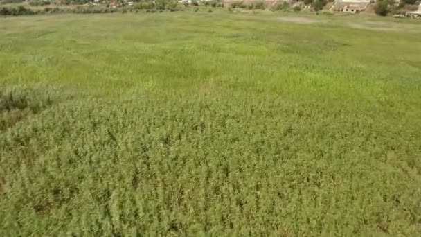 Luchtfoto van groene wetland niet ver van de kust van de Zwarte Zee in de zomer — Stockvideo
