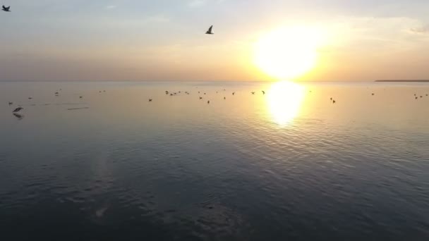 Oiseaux volant au-dessus de la surface de la mer à un magnifique coucher de soleil au ralenti — Video