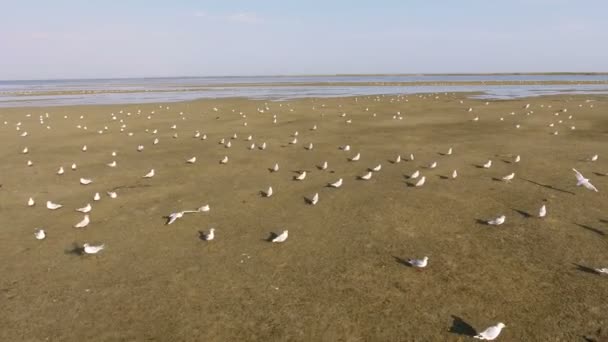 Tiro aéreo do cuspo verde de Dzharylhach coberto de bandos de gaivotas — Vídeo de Stock