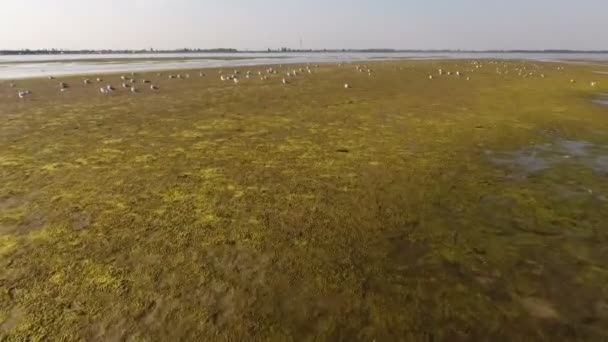 Vue aérienne de mouettes marchant et volant au-dessus de l'île de Dzharylhach en été 