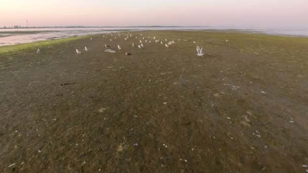 Tiro aéreo de gaivotas decolando na costa da ilha de Dzharylhach ao pôr do sol — Vídeo de Stock