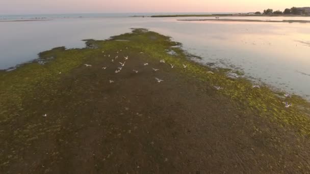 Tembakan udara burung camar terbang di atas meludah pulau Dzharylhach saat matahari terbenam — Stok Video